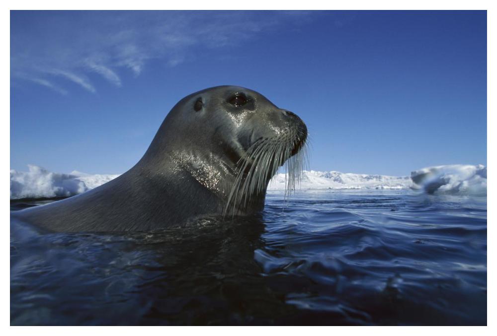 Bearded Seal surfacing, Svalbard, Norway-Paper Art-50"x34"