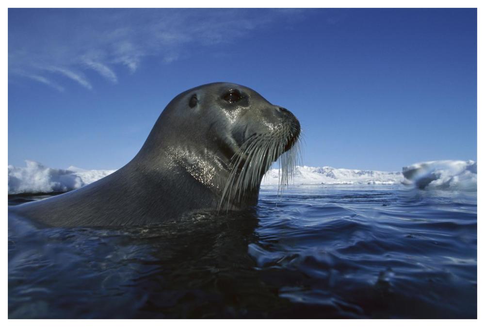 Bearded Seal surfacing, Svalbard, Norway-Paper Art-62"x42"
