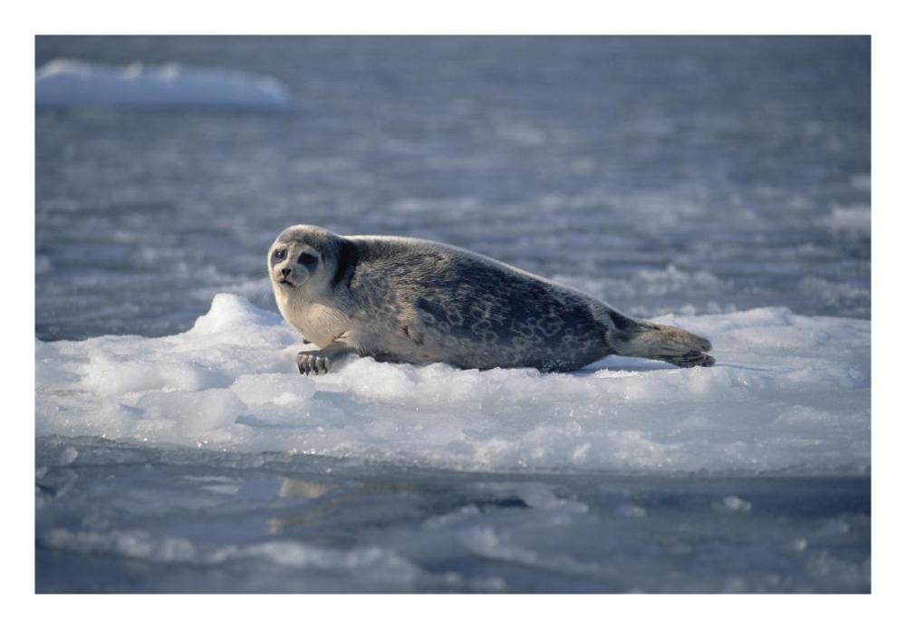 Bearded Seal on ice floe, Norway-Paper Art-26"x18"
