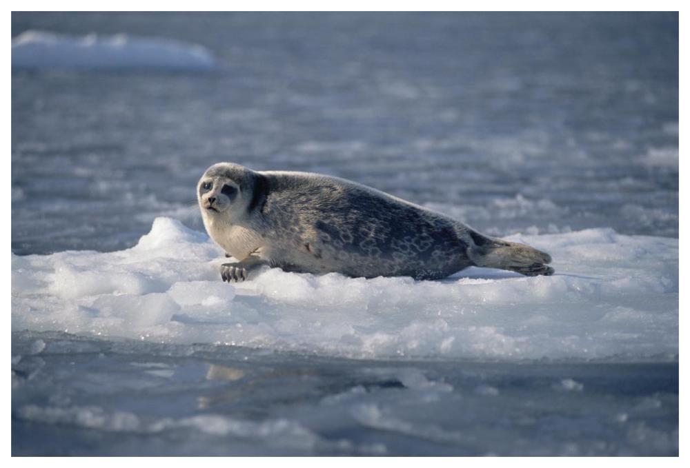 Bearded Seal on ice floe, Norway-Paper Art-62"x42"