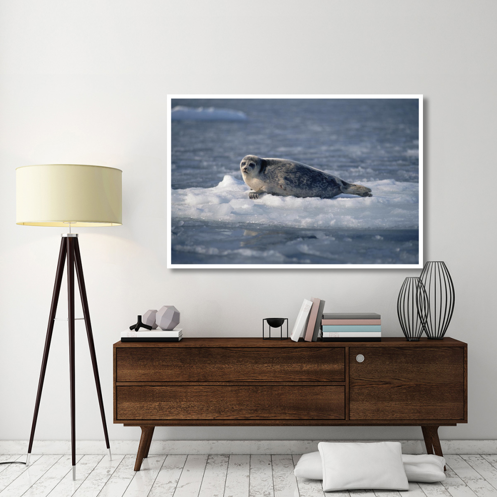 Bearded Seal on ice floe, Norway-Paper Art-62&quotx42"