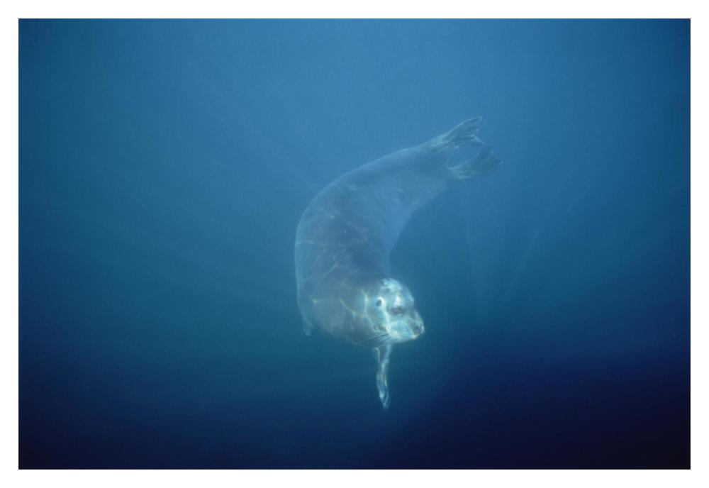 Bearded Seal swimming underwater, Norway-Paper Art-20"x14"