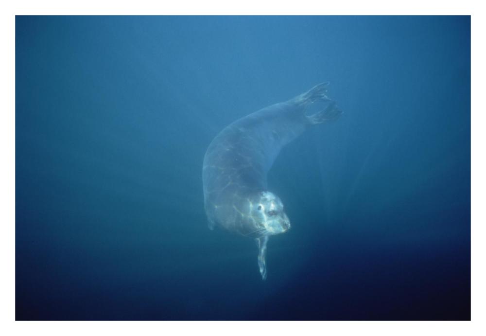 Bearded Seal swimming underwater, Norway-Paper Art-32"x22"