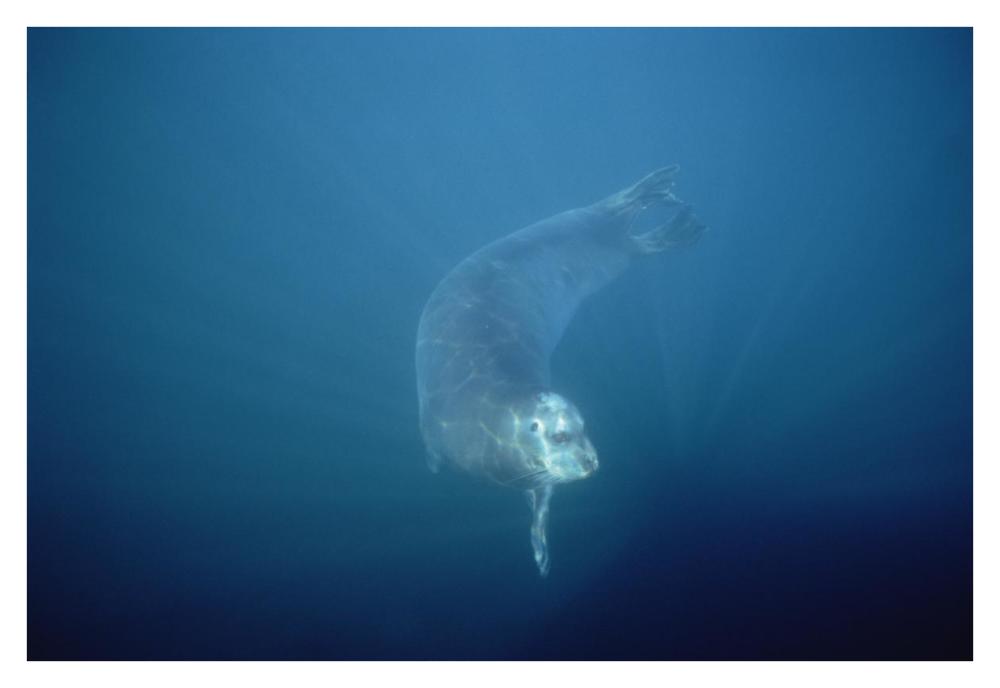 Bearded Seal swimming underwater, Norway-Paper Art-38"x26"
