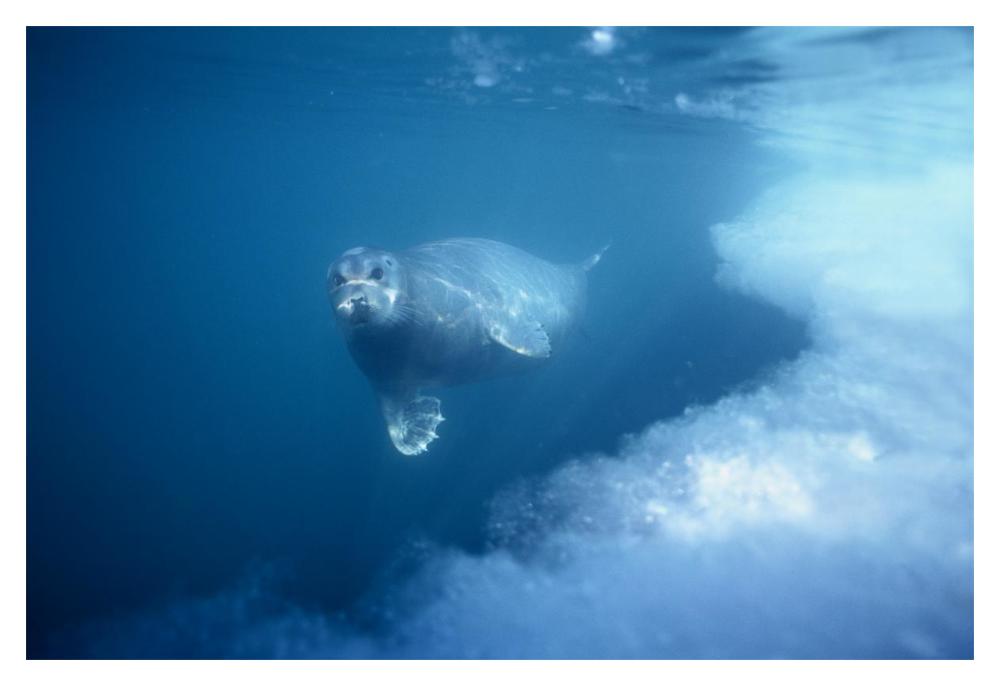 Bearded Seal underwater, Norway-Paper Art-20"x14"