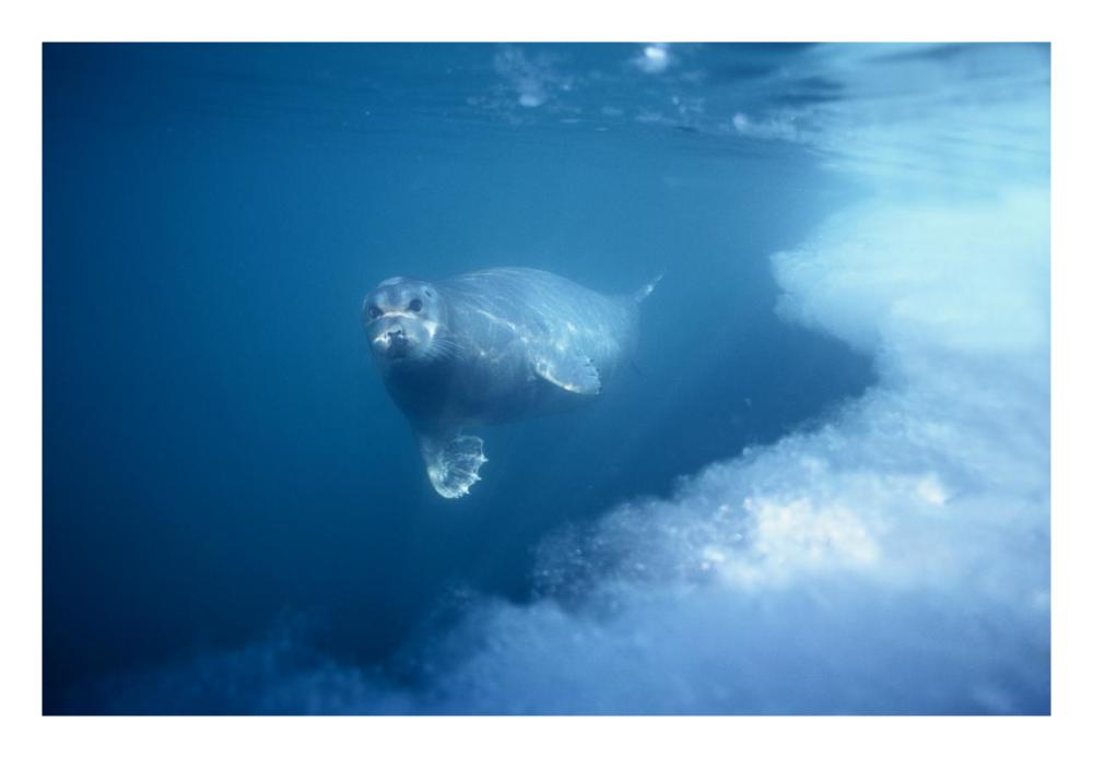 Bearded Seal underwater, Norway-Paper Art-26"x18"