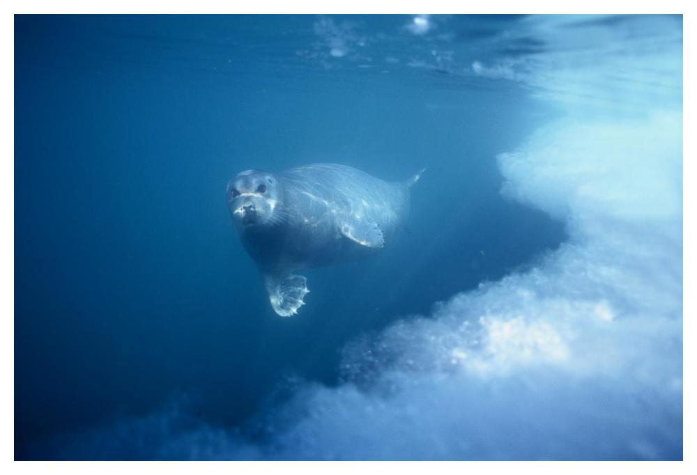 Bearded Seal underwater, Norway-Paper Art-50"x34"