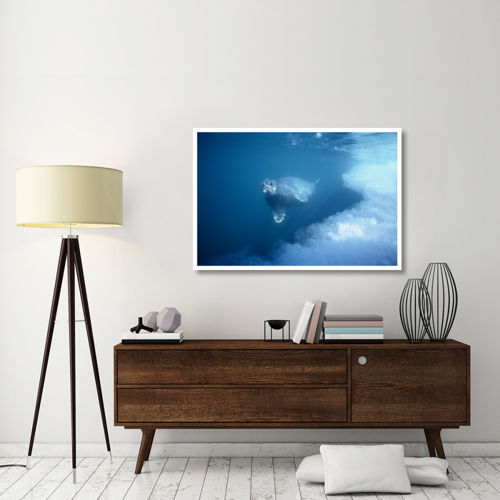 Bearded Seal underwater, Norway-Paper Art-50&quotx34"