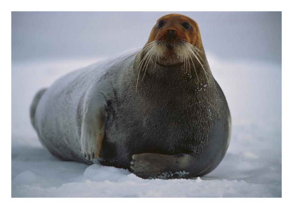 Bearded Seal dyed red from foraging in iron-rich mud, Svalbard, arctic Norway-Paper Art-26"x18"