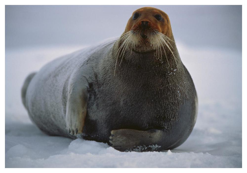 Bearded Seal dyed red from foraging in iron-rich mud, Svalbard, arctic Norway-Paper Art-50"x34"