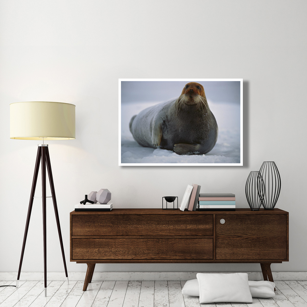 Bearded Seal dyed red from foraging in iron-rich mud, Svalbard, arctic Norway-Paper Art-50&quotx34"