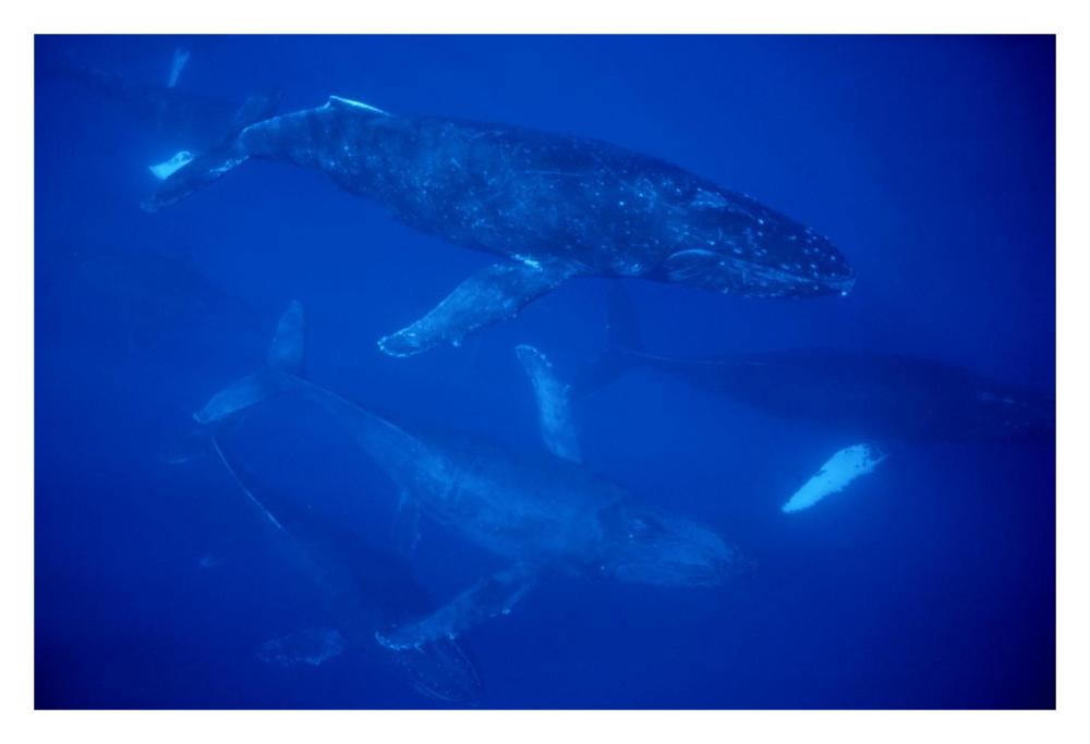 Humpback Whale traveling group of over 30 whales, Maui, Hawaii-Paper Art-32"x22"