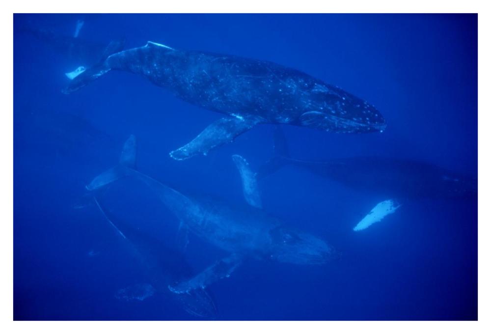 Humpback Whale traveling group of over 30 whales, Maui, Hawaii-Paper Art-38"x26"