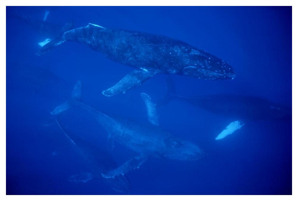 Humpback Whale traveling group of over 30 whales, Maui, Hawaii-Paper Art-50"x34"