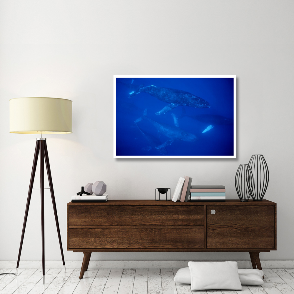 Humpback Whale traveling group of over 30 whales, Maui, Hawaii-Paper Art-50&quotx34"