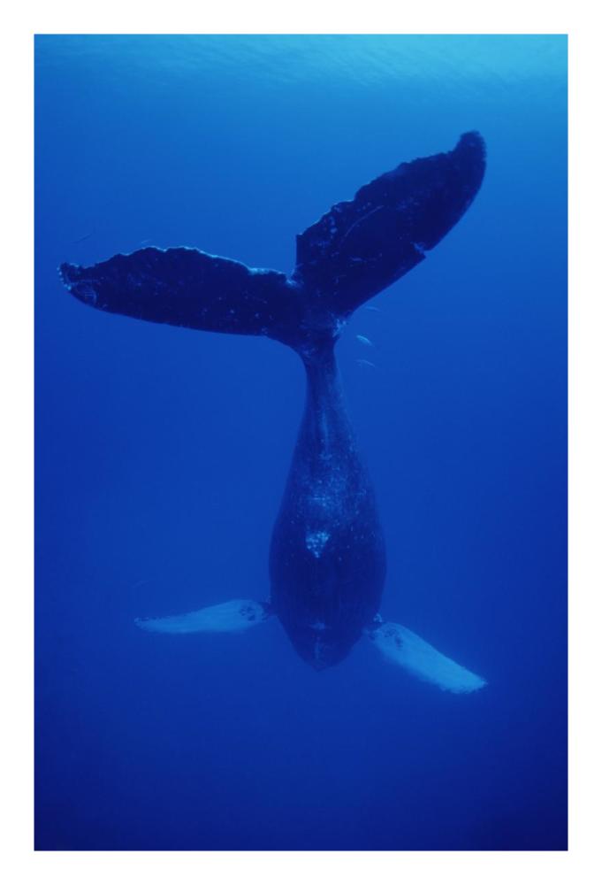 Humpback Whale singer called Frank, Maui, Hawaii-Paper Art-18"x26"