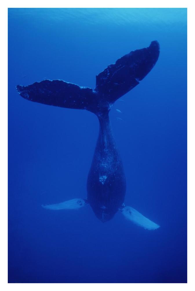 Humpback Whale singer called Frank, Maui, Hawaii-Paper Art-26"x38"