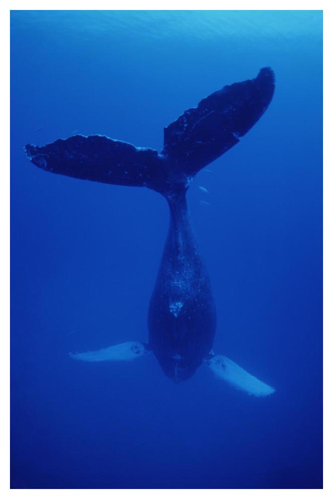 Humpback Whale singer called Frank, Maui, Hawaii-Paper Art-34"x50"