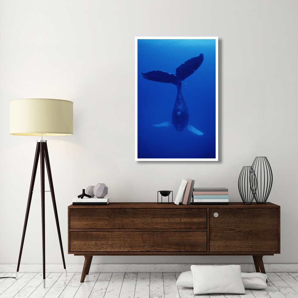 Humpback Whale singer called Frank, Maui, Hawaii-Paper Art-34&quotx50"