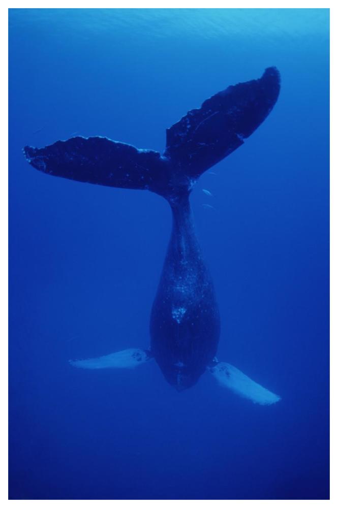 Humpback Whale singer called Frank, Maui, Hawaii-Paper Art-42"x62"