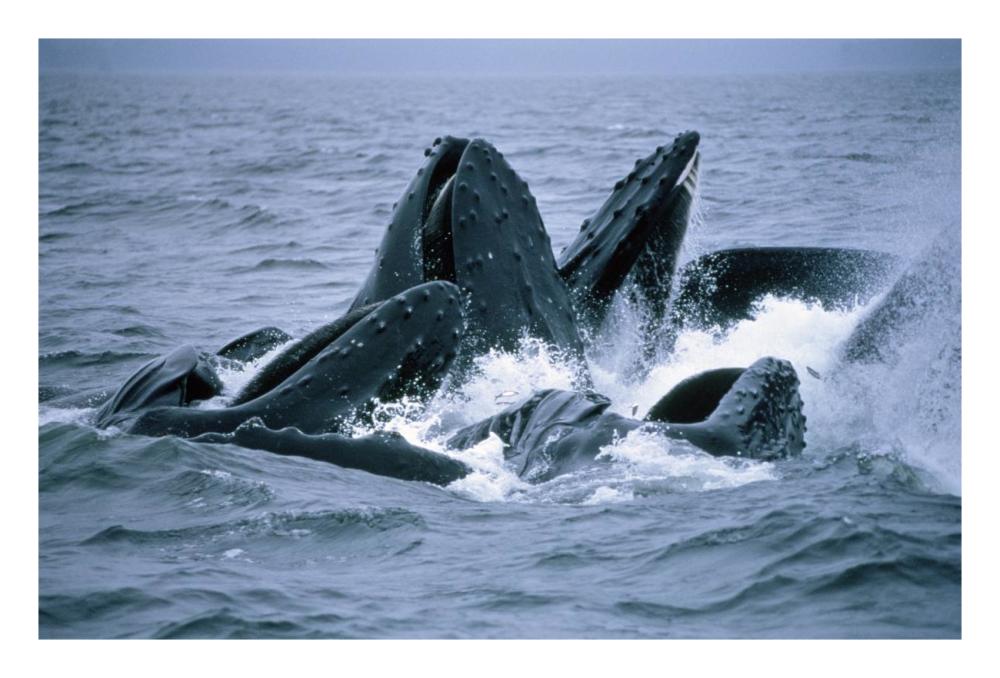 Humpback Whales gulp feeding on herring school, Southeast Alaska-Paper Art-26"x18"