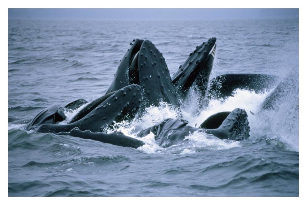 Humpback Whales gulp feeding on herring school, Southeast Alaska-Paper Art-38"x26"