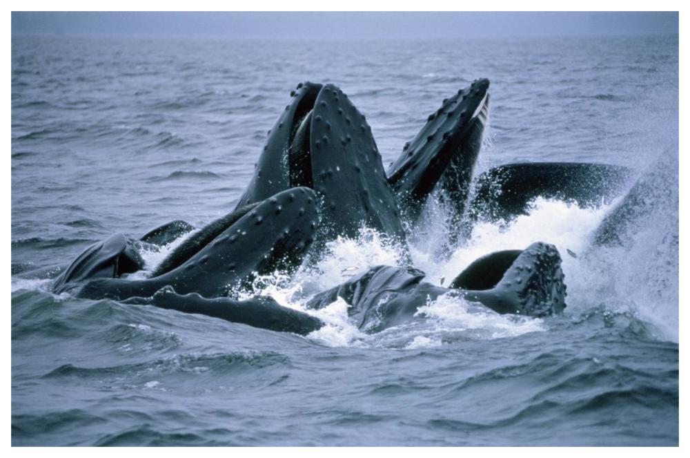 Humpback Whales gulp feeding on herring school, Southeast Alaska-Paper Art-62"x42"