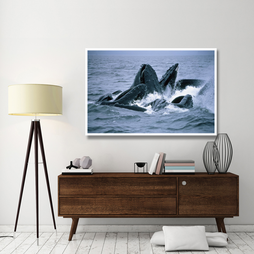 Humpback Whales gulp feeding on herring school, Southeast Alaska-Paper Art-62&quotx42"