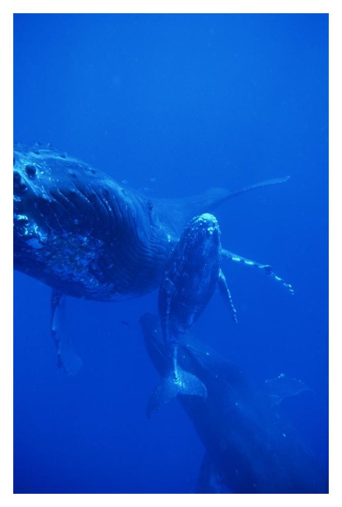 Humpback Whale cow, calf and escort, Hawaii-Paper Art-14"x20"