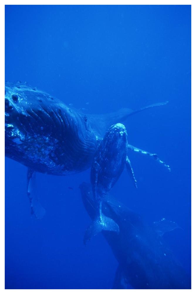 Humpback Whale cow, calf and escort, Hawaii-Paper Art-42"x62"