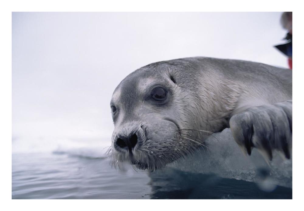 Bearded Seal pup on ice edge, Arctic-Paper Art-26"x18"