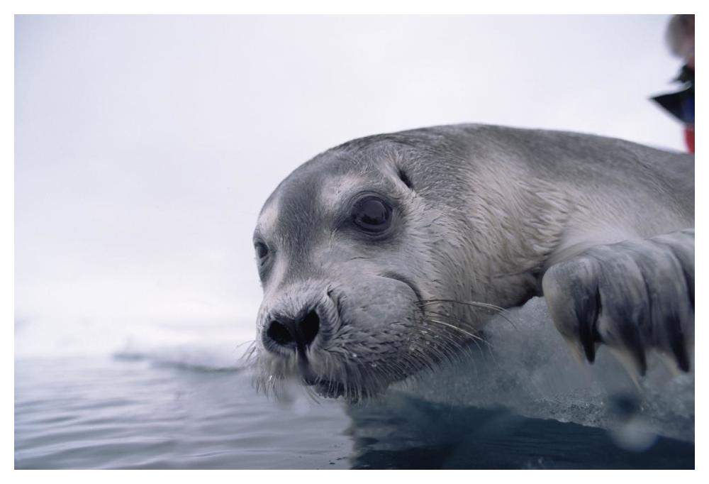 Bearded Seal pup on ice edge, Arctic-Paper Art-50"x34"