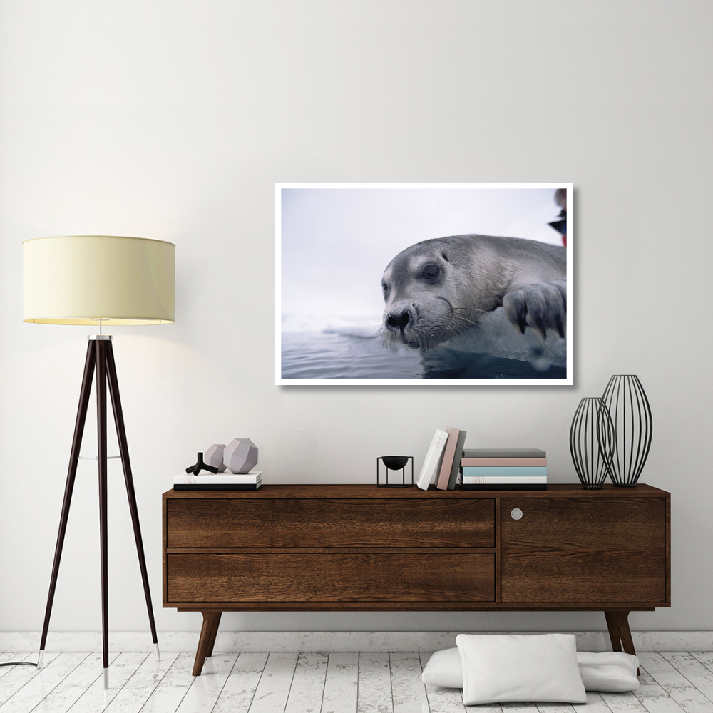 Bearded Seal pup on ice edge, Arctic-Paper Art-50&quotx34"
