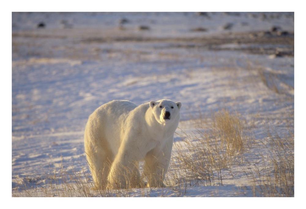Polar Bear standing on tundra with grasses, near Hudson Bay, Canada-Paper Art-26"x18"