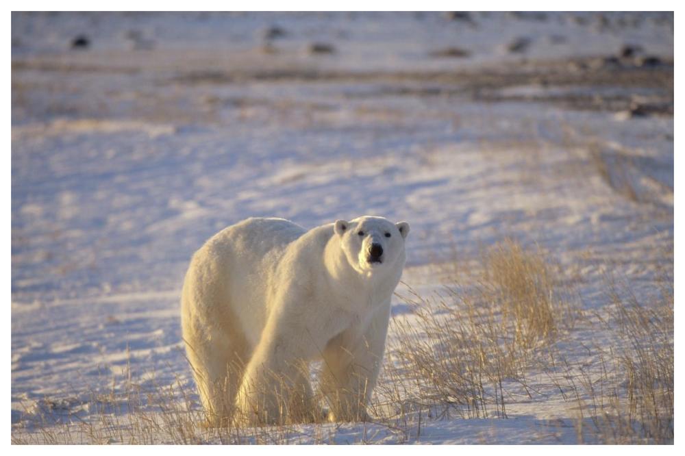 Polar Bear standing on tundra with grasses, near Hudson Bay, Canada-Paper Art-62"x42"