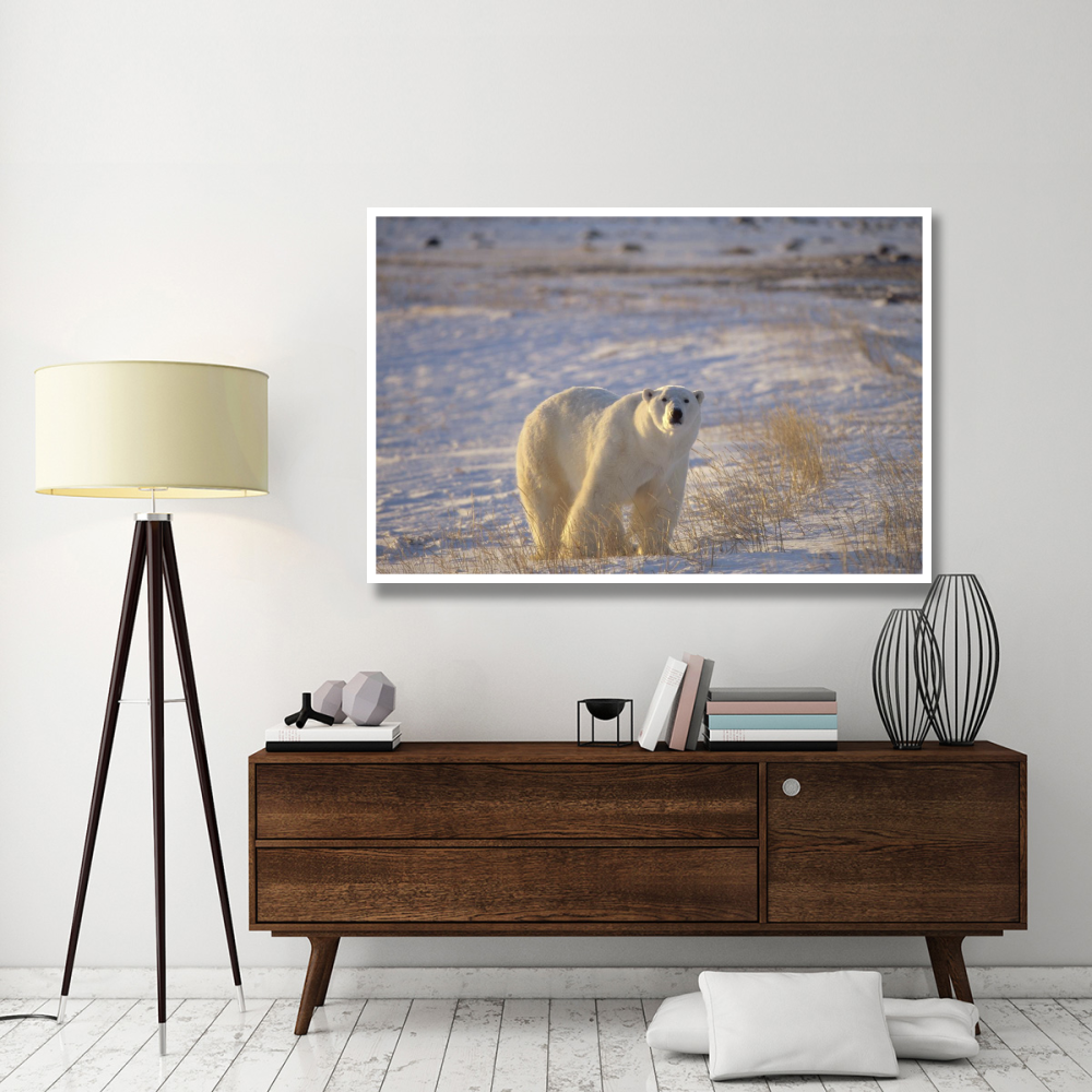Polar Bear standing on tundra with grasses, near Hudson Bay, Canada-Paper Art-62&quotx42"