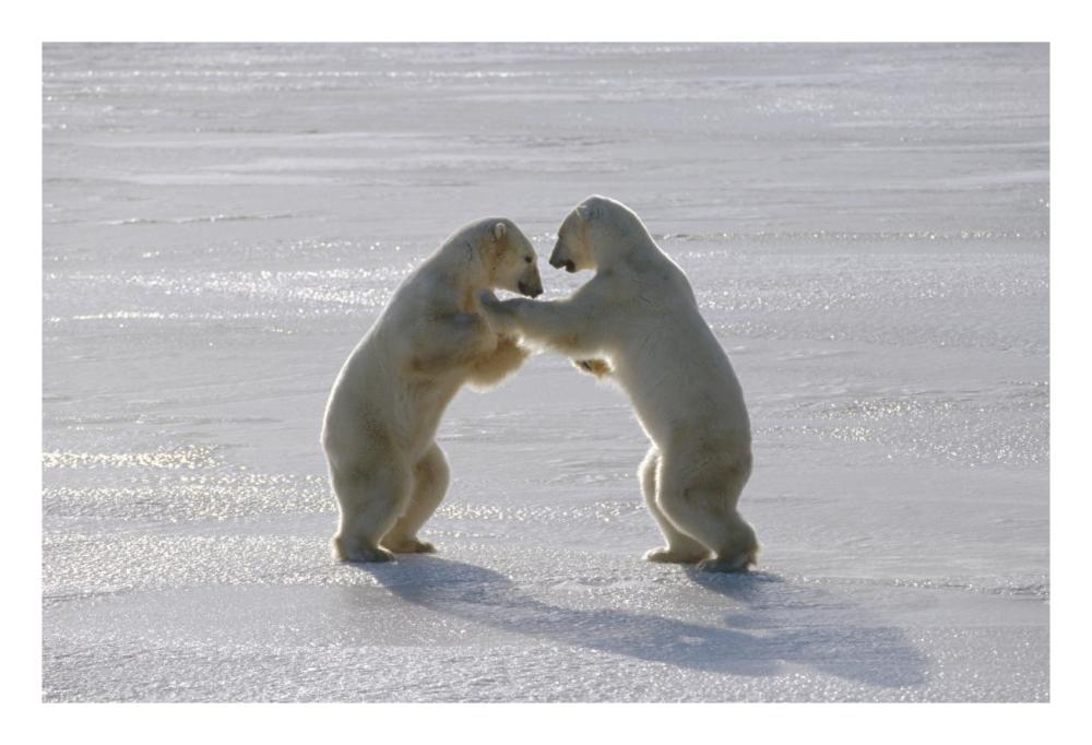 Polar Bear pair sparring, Churchill, Manitoba, Canada-Paper Art-26"x18"