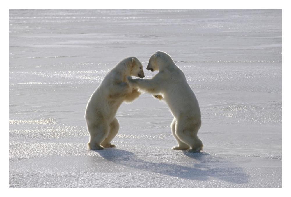 Polar Bear pair sparring, Churchill, Manitoba, Canada-Paper Art-32"x22"