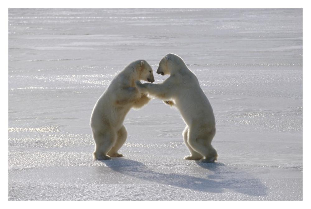 Polar Bear pair sparring, Churchill, Manitoba, Canada-Paper Art-38"x26"