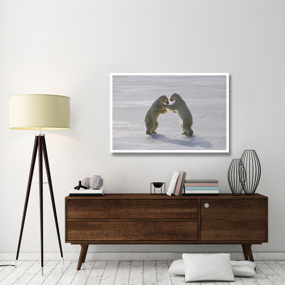 Polar Bear pair sparring, Churchill, Manitoba, Canada-Paper Art-50&quotx34"
