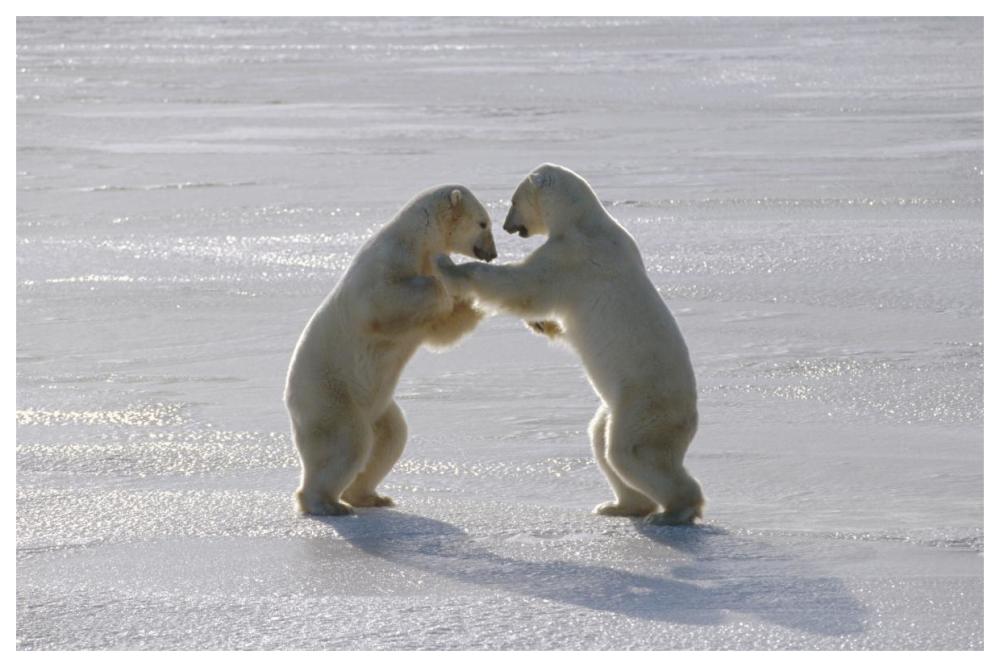 Polar Bear pair sparring, Churchill, Manitoba, Canada-Paper Art-62"x42"