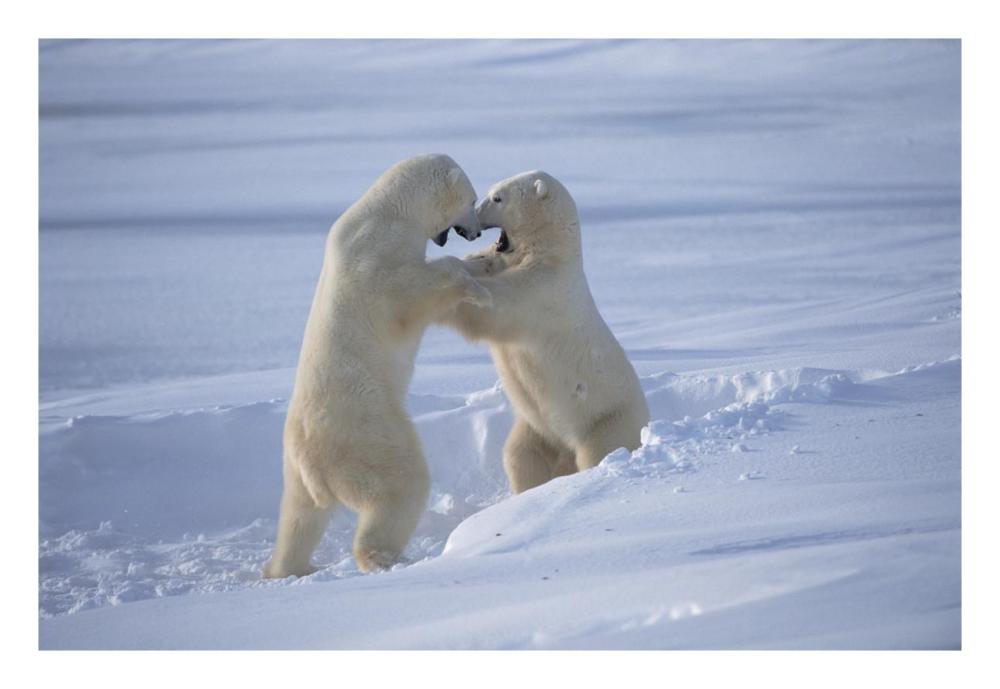 Polar Bear males sparring, Churchill, Manitoba, Canada-Paper Art-26"x18"