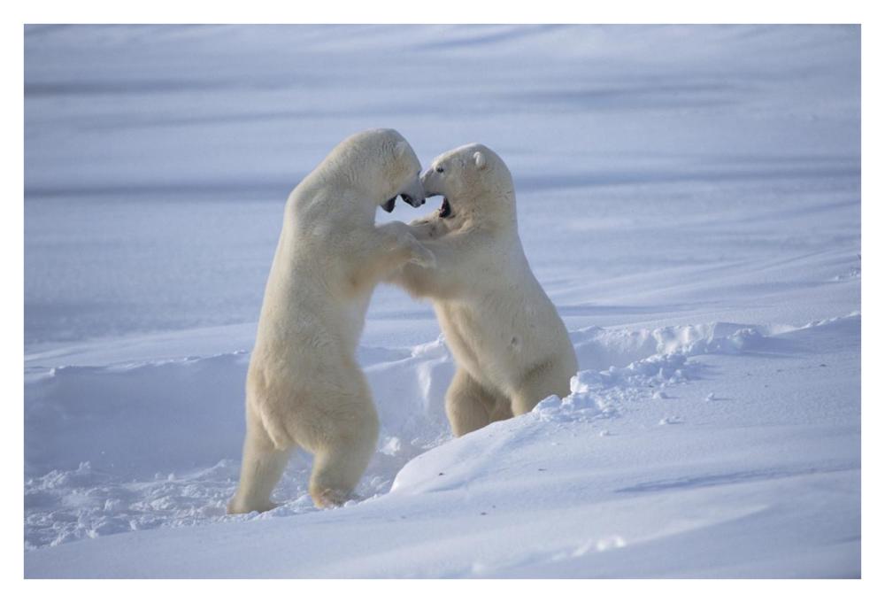 Polar Bear males sparring, Churchill, Manitoba, Canada-Paper Art-38"x26"