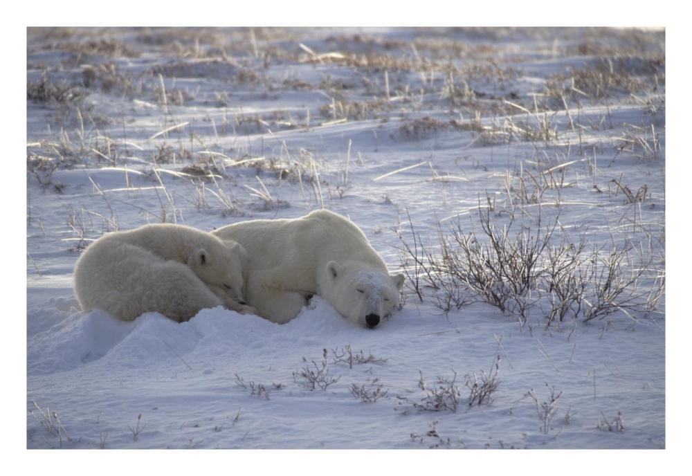 Polar Bear and cub near, Hudson Bay, Canada-Paper Art-26"x18"