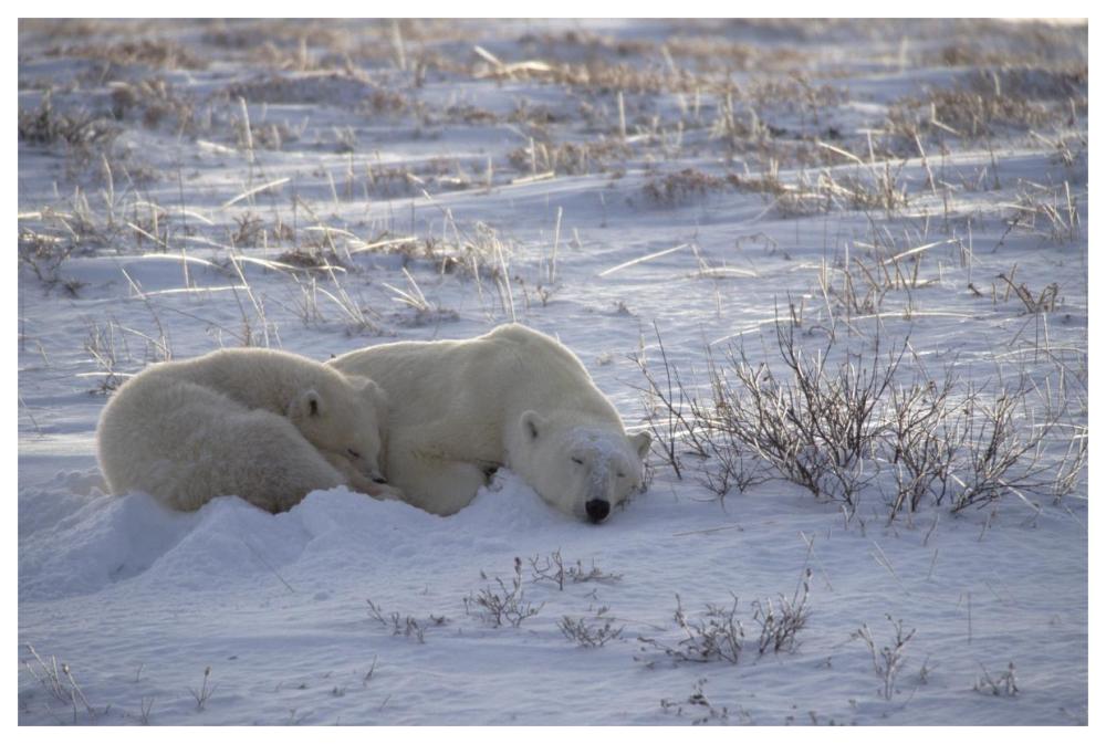 Polar Bear and cub near, Hudson Bay, Canada-Paper Art-62"x42"