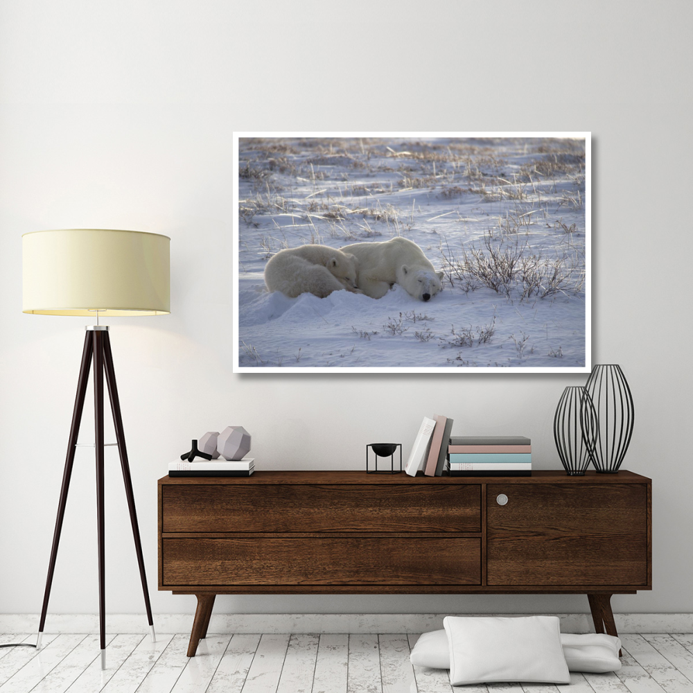 Polar Bear and cub near, Hudson Bay, Canada-Paper Art-62&quotx42"