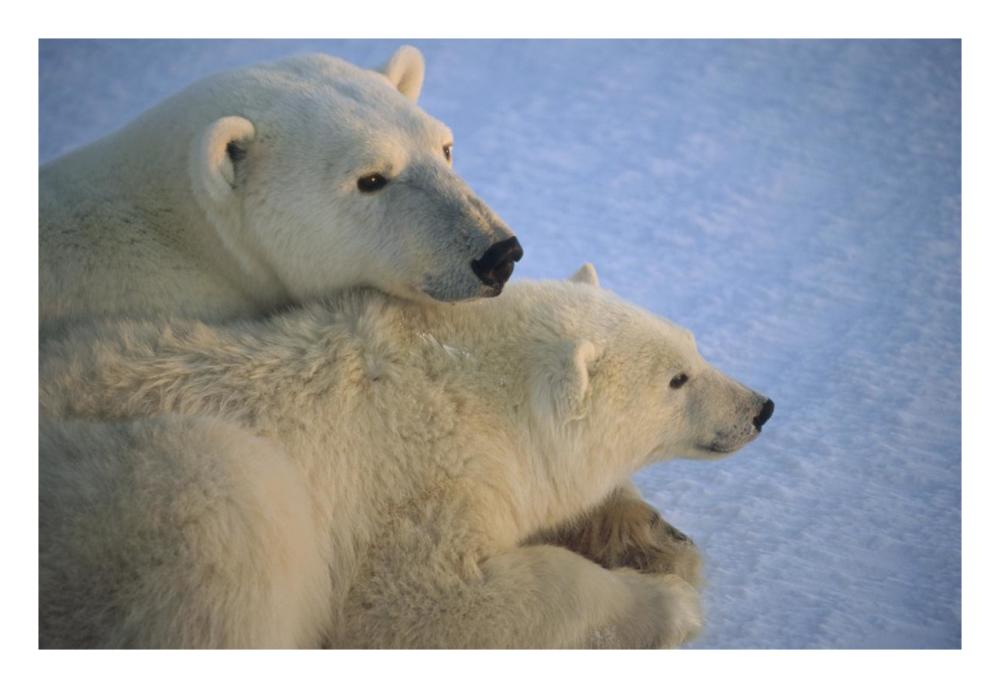 Polar Bear and cub at dawn, Churchill, Manitoba, Canada-Paper Art-26"x18"