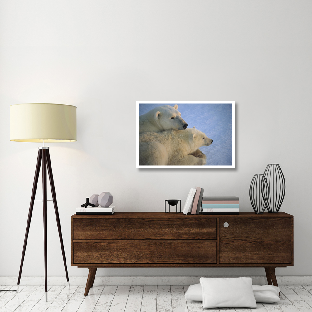 Polar Bear and cub at dawn, Churchill, Manitoba, Canada-Paper Art-38&quotx26"