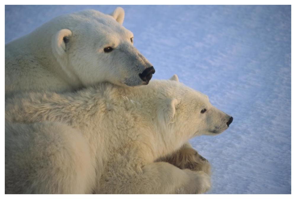 Polar Bear and cub at dawn, Churchill, Manitoba, Canada-Paper Art-62"x42"