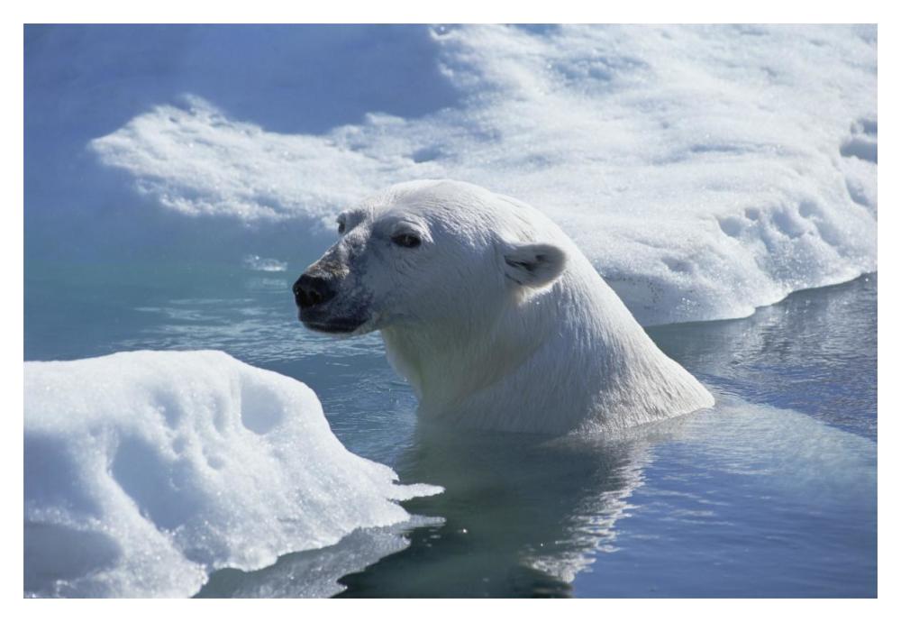 Polar Bear about to haul out on ice floe, Wager Bay, Canada-Paper Art-20"x14"
